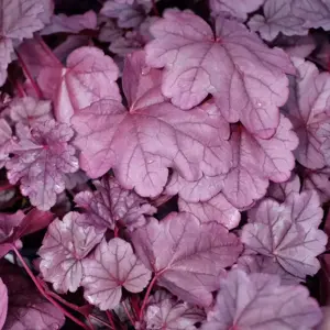 Heuchera 'Pink Panther'